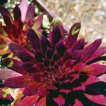 Sempervivum 'Royal Ruby'