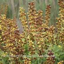 Baptisia 'Honey Roasted' Baptisia 'Honey Roasted'