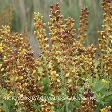 Baptisia 'Honey Roasted'