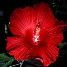 Hibiscus 'Lord Baltimore'