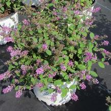 Buddleia Lo & Behold® 'Blue Chip Jr.'