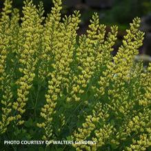 Baptisia 'American Goldfinch' Baptisia 'American Goldfinch'