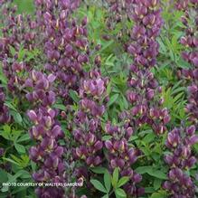 Baptisia 'Burgundy Blast'