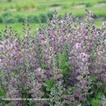 Baptisia 'Violet Dusk' Baptisia 'Violet Dusk'