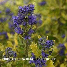 Caryopteris clandonensis 'Gold Crest'