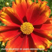Coreopsis L'il Bang™ 'Firewheel' Coreopsis L'il Bang™ 'Firewheel'