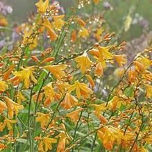 Crocosmia 'George Davison' Crocosmia 'George Davison'