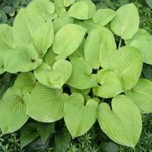 Hosta 'August Moon' Hosta 'August Moon'