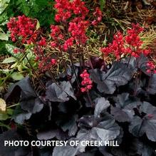 Heuchera 'Black Forest Cake'