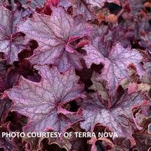 Heuchera GRANDE™ 'Amethyst' Heuchera GRANDE™ 'Amethyst'