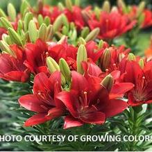 Lilium 'Summer Scarlet®' Lilium 'Summer Scarlet®'