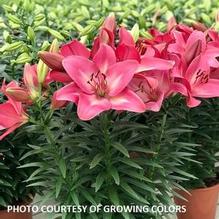 Lilium 'Summer Sky®' Lilium 'Summer Sky®'