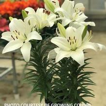 Lilium 'Summer Snow®' Lilium 'Summer Snow®'