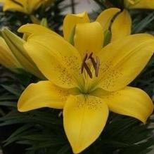 Lilium 'Summer Sun®' Lilium 'Summer Sun®'
