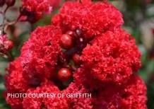 Lagerstroemia 'Ruffled Red Magic'