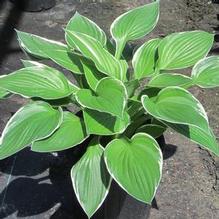 Hosta 'Francee' Hosta 'Francee'