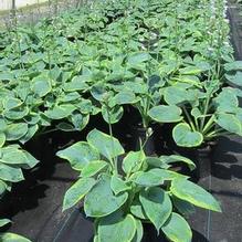 Hosta 'Frances Williams' Hosta 'Frances Williams'