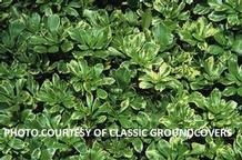 Pachysandra terminalis 'Silver Edge' Pachysandra terminalis 'Silver Edge'