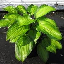 Hosta 'Guacamole' Hosta 'Guacamole'
