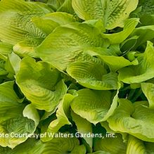 Hosta 'Sum and Substance' Hosta 'Sum and Substance'