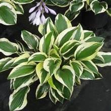 Hosta 'Patriot' Hosta 'Patriot'