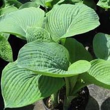 Hosta sieboldiana 'Elegans' Hosta sieboldiana 'Elegans'