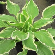 Hosta undulata 'Albo Marginata' Hosta undulata 'Albo Marginata'
