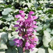 Lamium 'Purple Dragon' Lamium 'Purple Dragon'