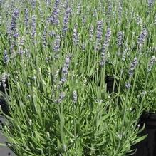 Lavandula 'Munstead' Lavandula 'Munstead'