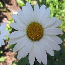 Leucanthemum 'Becky'