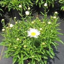 Leucanthemum 'Snowcap' Leucanthemum 'Snowcap'