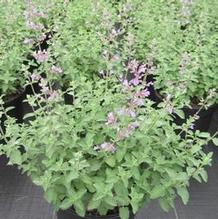 Nepeta 'Dropmore' Nepeta 'Dropmore'