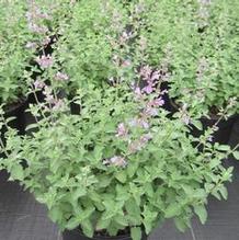 Nepeta 'Dropmore'