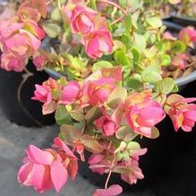 Origanum rotundifolium 'Kent Beauty'