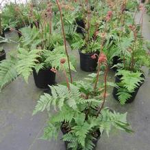 Dryopteris 'Brilliance'