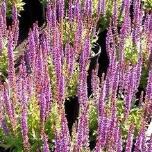Salvia nemorosa 'Caradonna' Salvia nemorosa 'Caradonna'