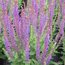 Salvia nemorosa 'East Friesland' Salvia nemorosa 'East Friesland'