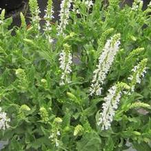 Salvia nemorosa 'Snowhill'