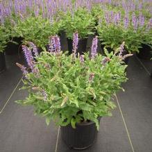 Salvia 'Blue Hills' Salvia 'Blue Hills'