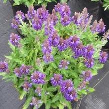 Salvia nemorosa 'Marcus' Salvia nemorosa 'Marcus'
