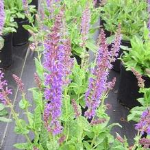 Salvia nemorosa 'May Night' Salvia nemorosa 'May Night'