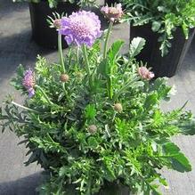Scabiosa 'Butterfly Blue' Scabiosa 'Butterfly Blue'