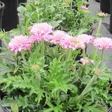 Scabiosa 'Pink Mist' Scabiosa 'Pink Mist'