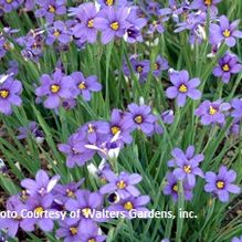 Sisyrinchium 'Lucerne' Sisyrinchium 'Lucerne'