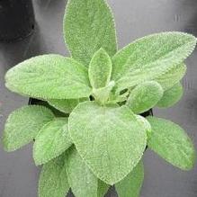 Stachys 'Big Ears' Stachys 'Big Ears'