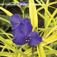 Tradescantia 'Sweet Kate' Tradescantia 'Sweet Kate'