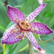 Tricyrtis hirta Tricyrtis hirta