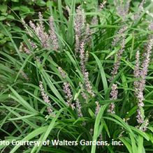 Liriope muscari 'Big Blue'