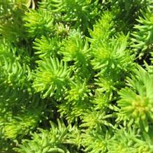 Sedum 'Angelina' Sedum 'Angelina'