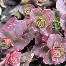 Sedum 'Dragon's Blood' Sedum 'Dragon's Blood'